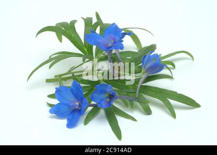 Champ ordinaire larkspur, Consolia regalis, Syn .: Delphinium consolida, Larkspur arable. Auparavant, les fleurs à faible alcaloïde comme remèdes étaient des franges Banque D'Images