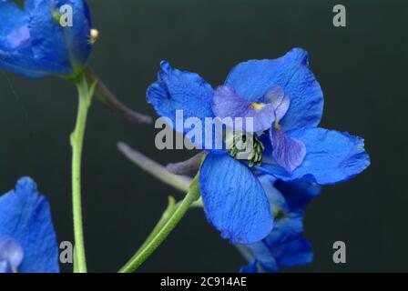 Champ ordinaire larkspur, Consolia regalis, Syn .: Delphinium consolida, Larkspur arable. Auparavant, les fleurs à faible alcaloïde comme remèdes étaient des franges Banque D'Images