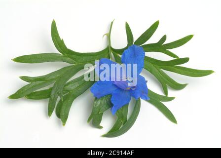 Champ ordinaire larkspur, Consolia regalis, Syn .: Delphinium consolida, Larkspur arable. Auparavant, les fleurs à faible alcaloïde comme remèdes étaient des franges Banque D'Images