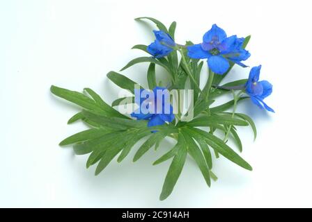 Champ ordinaire larkspur, Consolia regalis, Syn .: Delphinium consolida, Larkspur arable. Auparavant, les fleurs à faible alcaloïde comme remèdes étaient des franges Banque D'Images