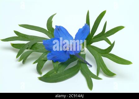 Champ ordinaire larkspur, Consolia regalis, Syn .: Delphinium consolida, Larkspur arable. Auparavant, les fleurs à faible alcaloïde comme remèdes étaient des franges Banque D'Images