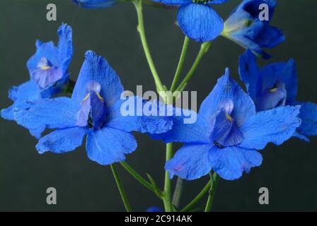 Champ ordinaire larkspur, Consolia regalis, Syn .: Delphinium consolida, Larkspur arable. Auparavant, les fleurs à faible alcaloïde comme remèdes étaient des franges Banque D'Images