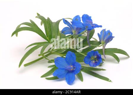 Champ ordinaire larkspur, Consolia regalis, Syn .: Delphinium consolida, Larkspur arable. Auparavant, les fleurs à faible alcaloïde comme remèdes étaient des franges Banque D'Images