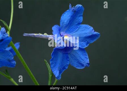 Champ ordinaire larkspur, Consolia regalis, Syn .: Delphinium consolida, Larkspur arable. Auparavant, les fleurs à faible alcaloïde comme remèdes étaient des franges Banque D'Images