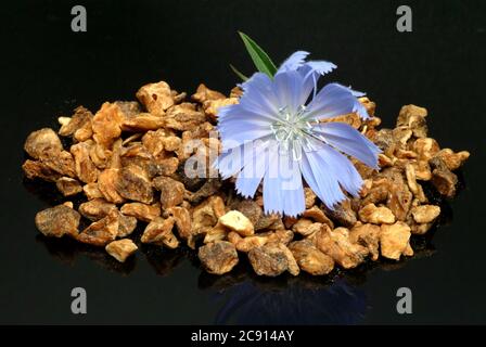 Racine séchée. Chicorée commune ou commune, Cichorium intybus et chicorée. Cette plante est utilisée depuis le Moyen Age pour la fabrication de médicaments. Po Banque D'Images