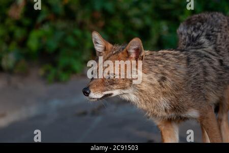 Magnifique animal sauvage. Coyote de l'Ouest (Canis latrans) posant en un jour d'été. Banque D'Images