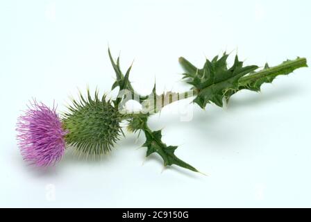 Chardon de coton, Onopordum acanthium Even cancer Thistle, chardon de coton, spasme de chardon. Plante médicinale : les fleurs contiennent Onopordopikrin, Flavongly Banque D'Images