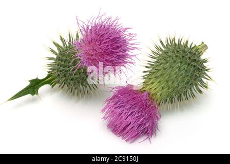 Chardon de coton, Onopordum acanthium Even cancer Thistle, chardon de coton, spasme de chardon. Plante médicinale : les fleurs contiennent Onopordopikrin, Flavongly Banque D'Images