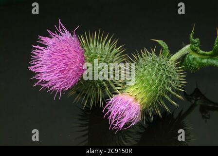 Chardon de coton, Onopordum acanthium Even cancer Thistle, chardon de coton, spasme de chardon. Plante médicinale : les fleurs contiennent Onopordopikrin, Flavongly Banque D'Images