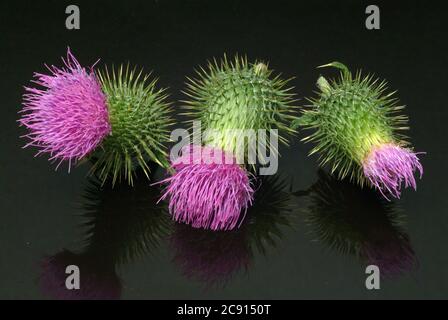 Chardon de coton, Onopordum acanthium Even cancer Thistle, chardon de coton, spasme de chardon. Plante médicinale : les fleurs contiennent Onopordopikrin, Flavongly Banque D'Images