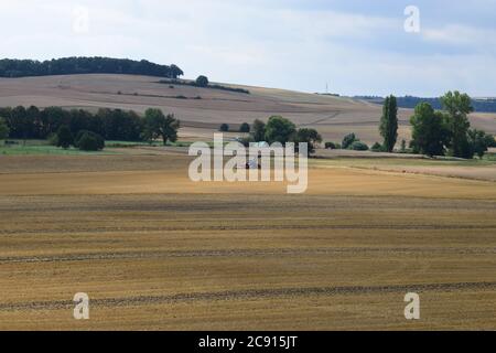 champs de céréales pendant la saison de récolte Banque D'Images