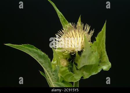 ' Thistle de chou, Thistle de chou, Cirsium oleraceum. En Europe de l'est et en Sibérie, il est utilisé comme plante végétale, cultivée au Japon pour cette pu Banque D'Images