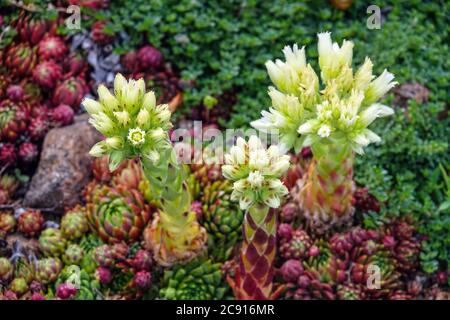 Sempervivum minutum, succulents jardin Sempervivums Banque D'Images