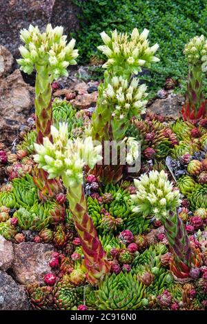 Sempervivum minutum succulents jardin Sempervivums Banque D'Images