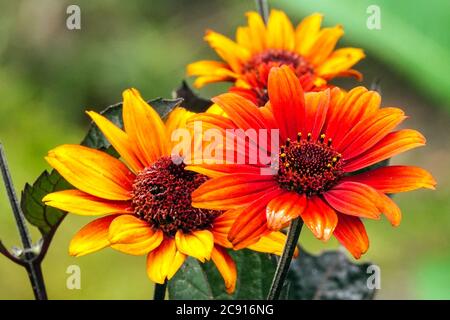 Fausse fleur de soleil Heliopsis helianthoides 'saignements de coeur' Banque D'Images