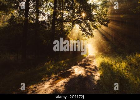 Lumière au bout du tunnel forestier sur la route de la forêt boueuse avec des rayons dorés du soleil levant qui brillent à travers les arbres pendant la matinée brumeuse Banque D'Images