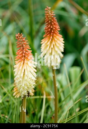 Deux fleurs orange-crème de Kniphofia 'Toffee nez'. Poker Red Hot 'Toffee Nosed' Banque D'Images