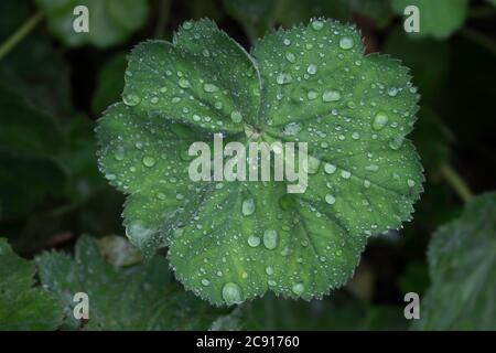 Alchemilla vulgaris ou manteau de la dame commune. Feuille recouverte de gouttelettes de rosée Banque D'Images