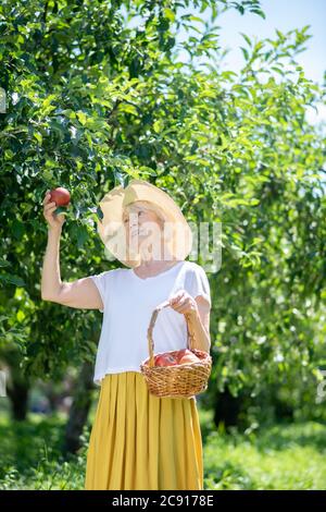 Femme âgée cueillant des pommes de l'arbre Banque D'Images