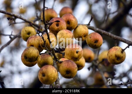 Les pommes s'accrochent encore à une branche dans cette photo prise le jour froid de janvier Banque D'Images