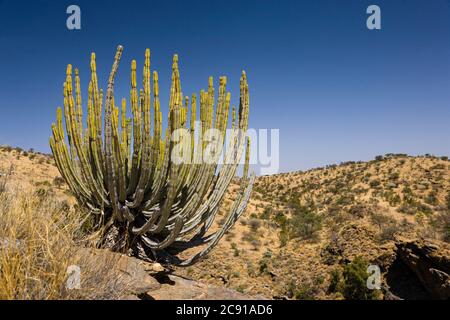 Gifboom, ou arbre poison, Euphorbia virosa, Namibie centrale Banque D'Images