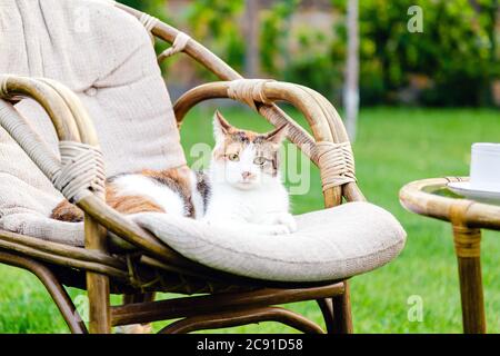 Chat au gingembre blanc reposant sur une chaise dans le jardin à l'extérieur les jours chauds d'été. Jardin avec chaise table dans la nature. Reposez-vous dans le café du parc Banque D'Images