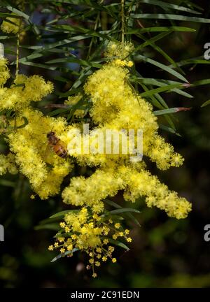 Acacia fimbriata, Brisbane Wattle, avec abeille parmi un groupe de fleurs jaunes vives de plantes indigènes à feuilles persistantes résistantes à la sécheresse, fleurs sauvages australiennes Banque D'Images