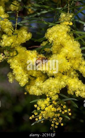 Acacia fimbriata, Brisbane Wattle, avec abeille parmi un groupe de fleurs jaunes vives de plantes indigènes à feuilles persistantes résistantes à la sécheresse, fleurs sauvages australiennes Banque D'Images