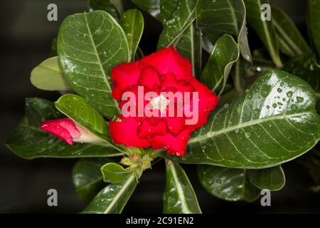 Double fleur rouge vif de plante succulente tolérante à la sécheresse, Adenium obesum, Desert Rose, entourée de feuilles vert foncé avec des gouttes de pluie Banque D'Images