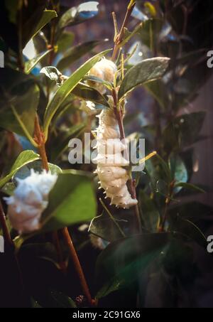 Chenille blanche de papillon tropical sur une branche d'arbre. Photographie macro Banque D'Images