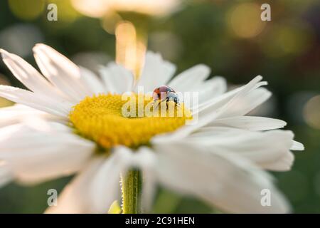 Coccinelle sur la marguerite Banque D'Images