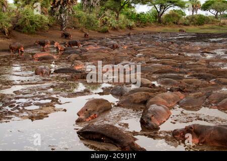 Pendant la saison sèche, Hippos de tout le parc national de Katavi doivent vivre dans une densité anormalement élevée afin de survivre aux rigueurs de la sécheresse Banque D'Images