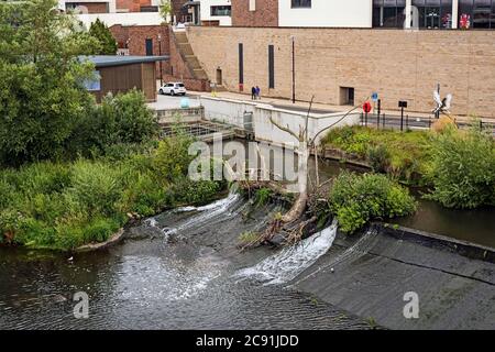 Deux grands arbres bloqués sur la rivière Wear, Durham City, vue en hauteur depuis le pont de Framerwellgate. Banque D'Images