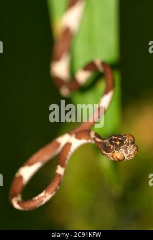 Serpent d'arbre à tête plate, Imantodes cenchoa, forêt tropicale, bassin de la rivière Napo, Amazonie, Equateur, Amérique Banque D'Images