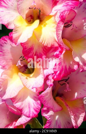 Gladiolus Priscilla fleur rose Banque D'Images