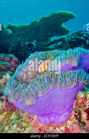 Anemonefish à tête noire, Amphiprion nigripes, Anemone de la mer magnifique, Heterotis magifica, Coral Reef, Atoll d'Ari Sud, Maldives, Océan Indien, Asie Banque D'Images