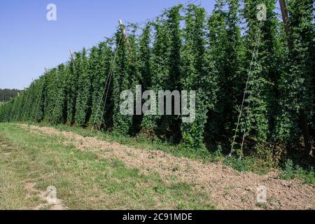 Hop jardin paysage. Les vivaces du saut ont déjà grandi. Les cônes de houblon ne sont pas encore matures. Vous pouvez voir de nombreuses variétés de houblon ici. Banque D'Images