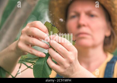 Une agricultrice examine les branches et les feuilles de noyer pour trouver des parasites et des maladies communs dans le verger de ferme fruitière biologique Banque D'Images