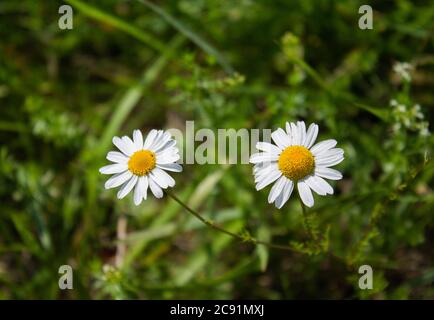 Deux fleurs du vrai cabile. Banque D'Images