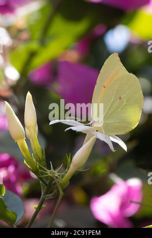 papillon se nourrissant sur le nectar d'une fleur de bougainvilliers et beau bokeh en arrière-plan. Banque D'Images