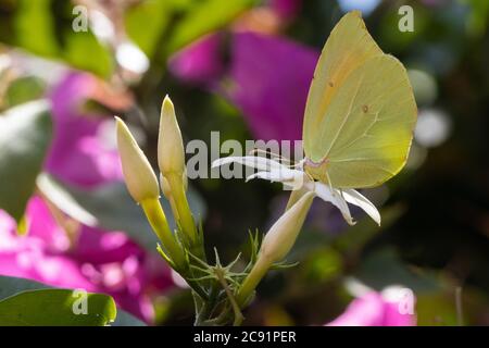 papillon se nourrissant sur le nectar d'une fleur de bougainvilliers et beau bokeh en arrière-plan. Banque D'Images