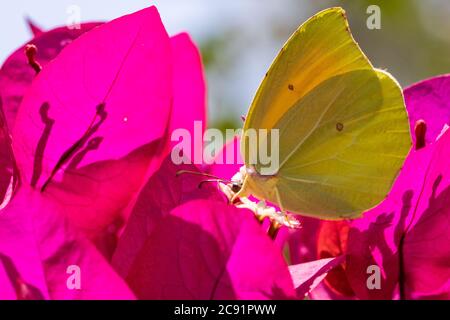 papillon se nourrissant sur le nectar d'une fleur de bougainvilliers et beau bokeh en arrière-plan. Banque D'Images