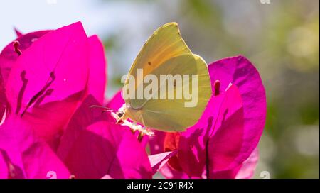 papillon se nourrissant sur le nectar d'une fleur de bougainvilliers et beau bokeh en arrière-plan. Banque D'Images