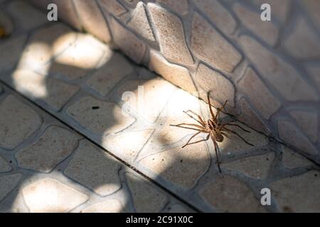 Wolf Spider hogna radiata marche sur le sol du jardin Banque D'Images