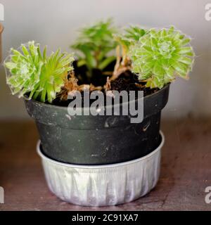 Sempervivum arachnoideum Catus suculenta création de sites web de formation Banque D'Images