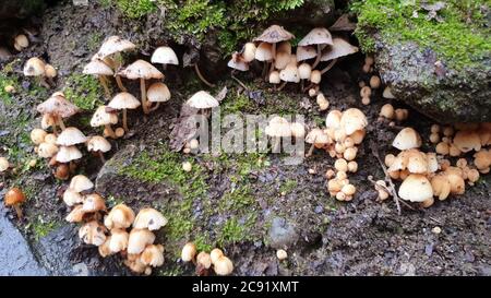 Les champignons se dégoûtent AVANT qu'ils ne poussent d'autres champignons. S'intéresse à la culture de champignons. La Fungiculture est la culture de champignons et d'autres champignons Banque D'Images