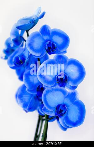 Photo macro de fleurs d'orchidées traitées au colorant, nommée « Royal Art Blue », avec une mise au point minimale et isolée sur un fond blanc. Banque D'Images