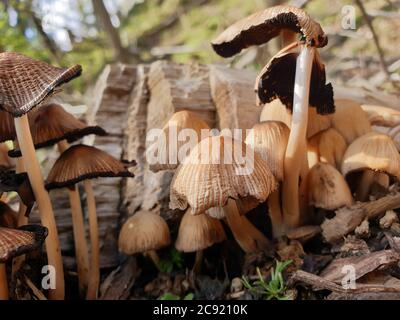 Les champignons se dégoûtent AVANT qu'ils ne poussent d'autres champignons. S'intéresse à la culture de champignons. La Fungiculture est la culture de champignons et d'autres champignons Banque D'Images