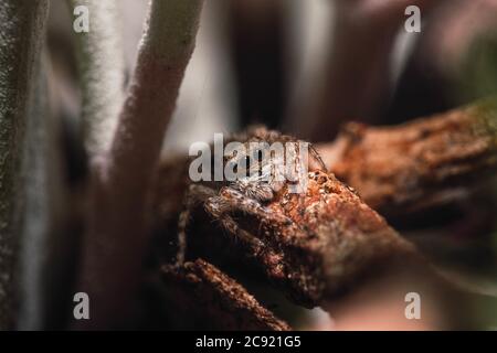 Gros plan d'une tarantula effrayante avec huit yeux et longues jambes poilues marchant sur un morceau de bois Banque D'Images