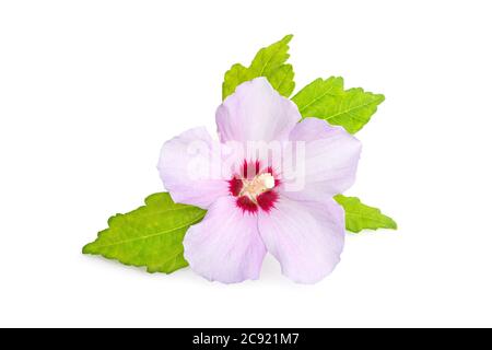 Rose ou violet Rose de la fleur de Sharon isolée sur fond blanc. Hibiscus syriacus L. Banque D'Images